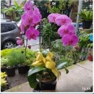 Bunga Anggrek 001