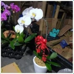 Bunga Anggrek 004